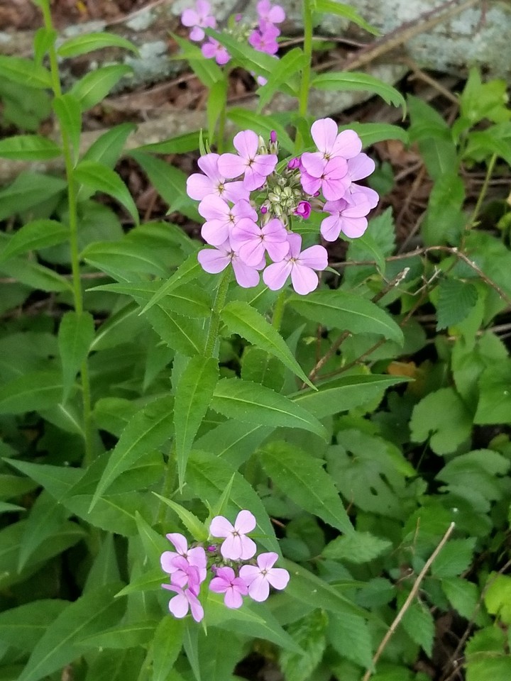 wild flowers