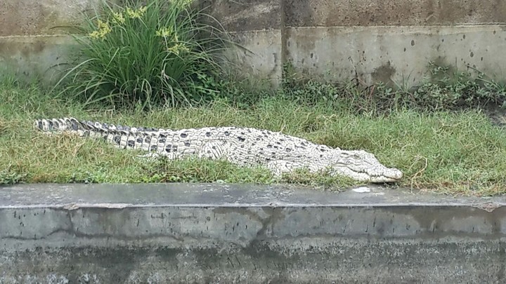crocodile