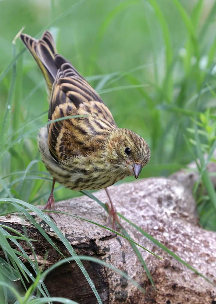 Bird