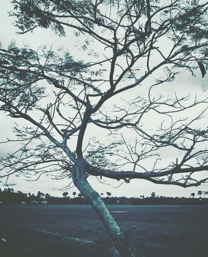 i am burned tree