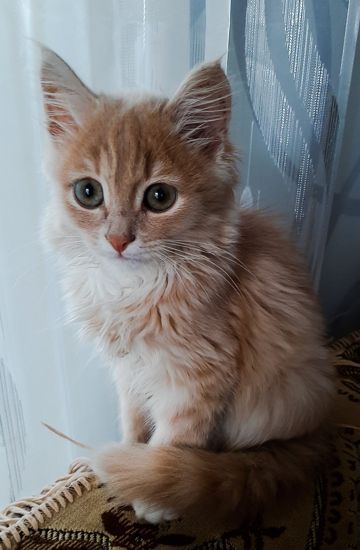 Кот