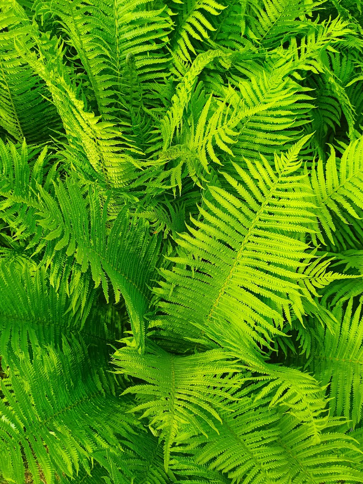 Fern