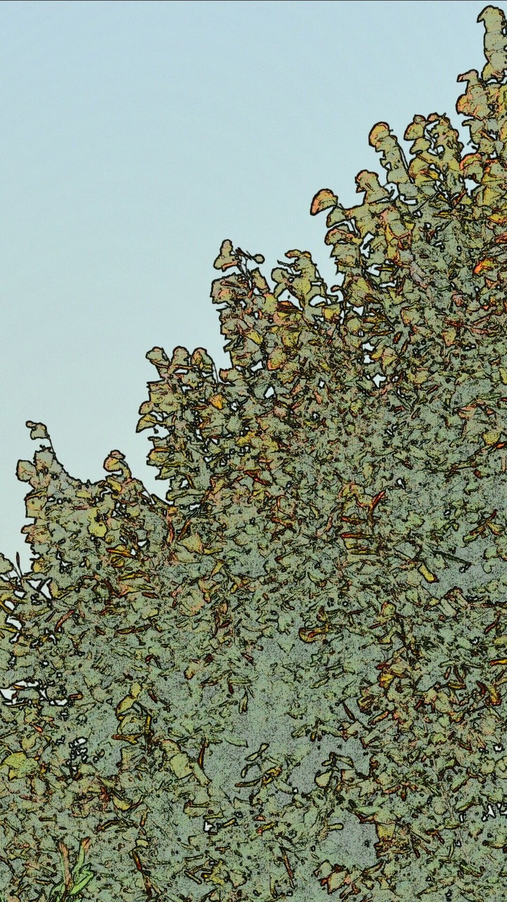 Leaves