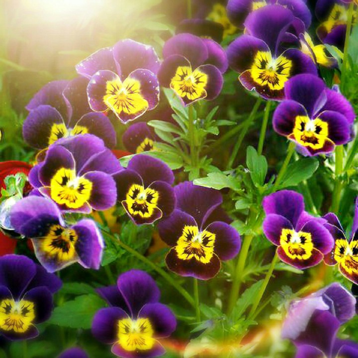 Stunning Flora