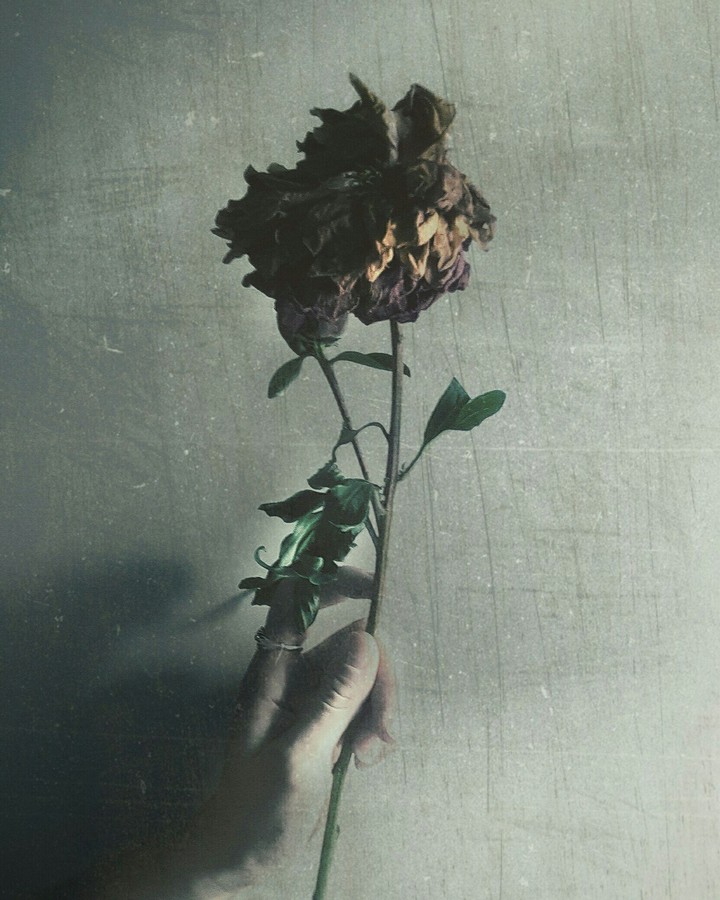 dry rose