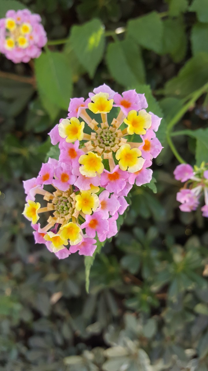 pink flower