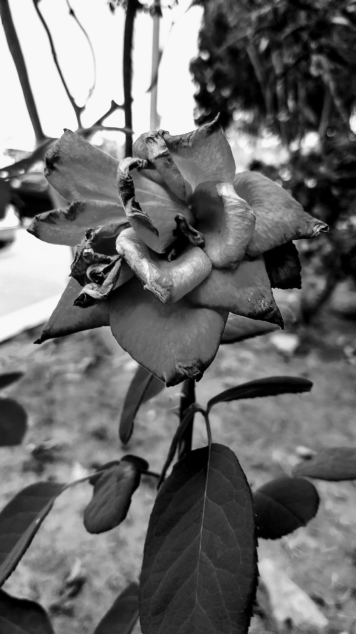 The die of the beautiful
