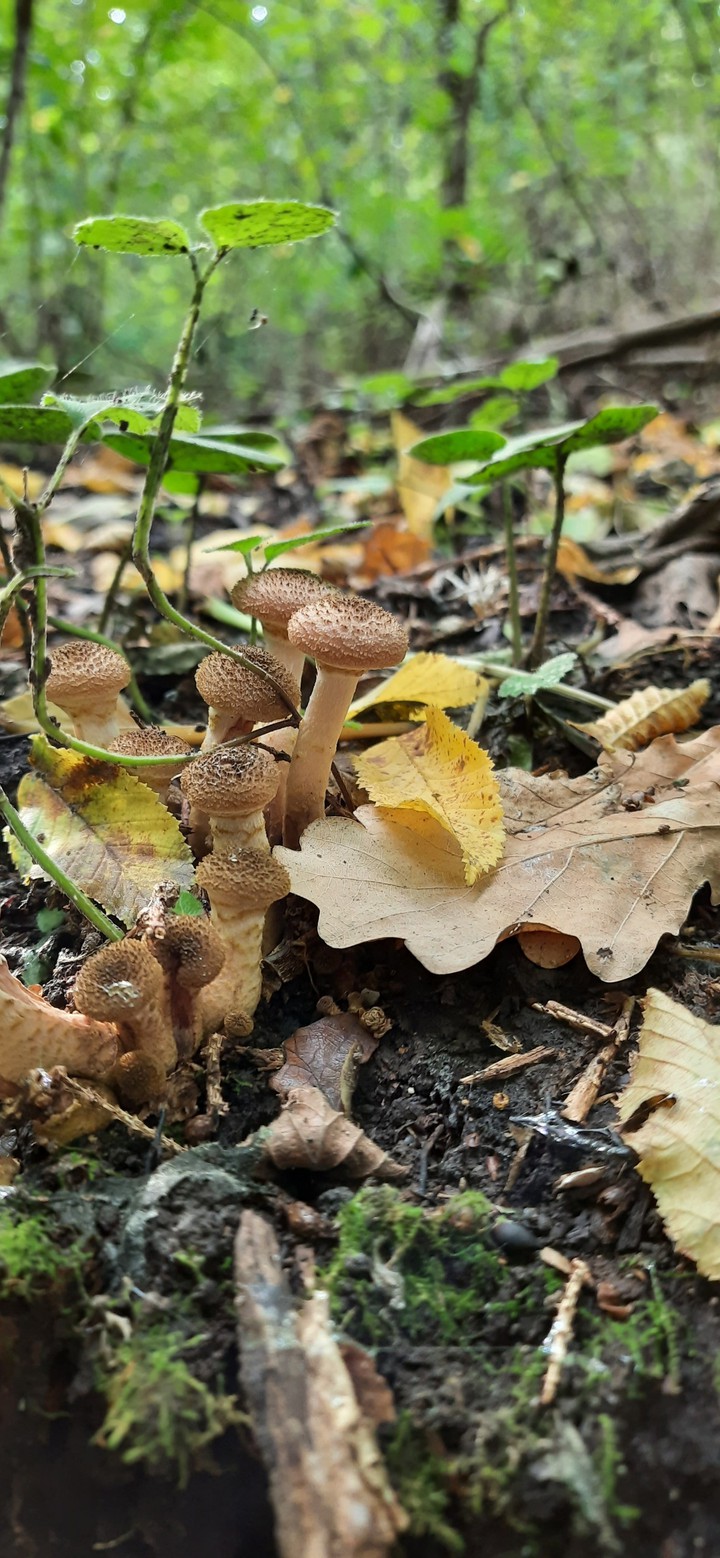 only mushrooms
