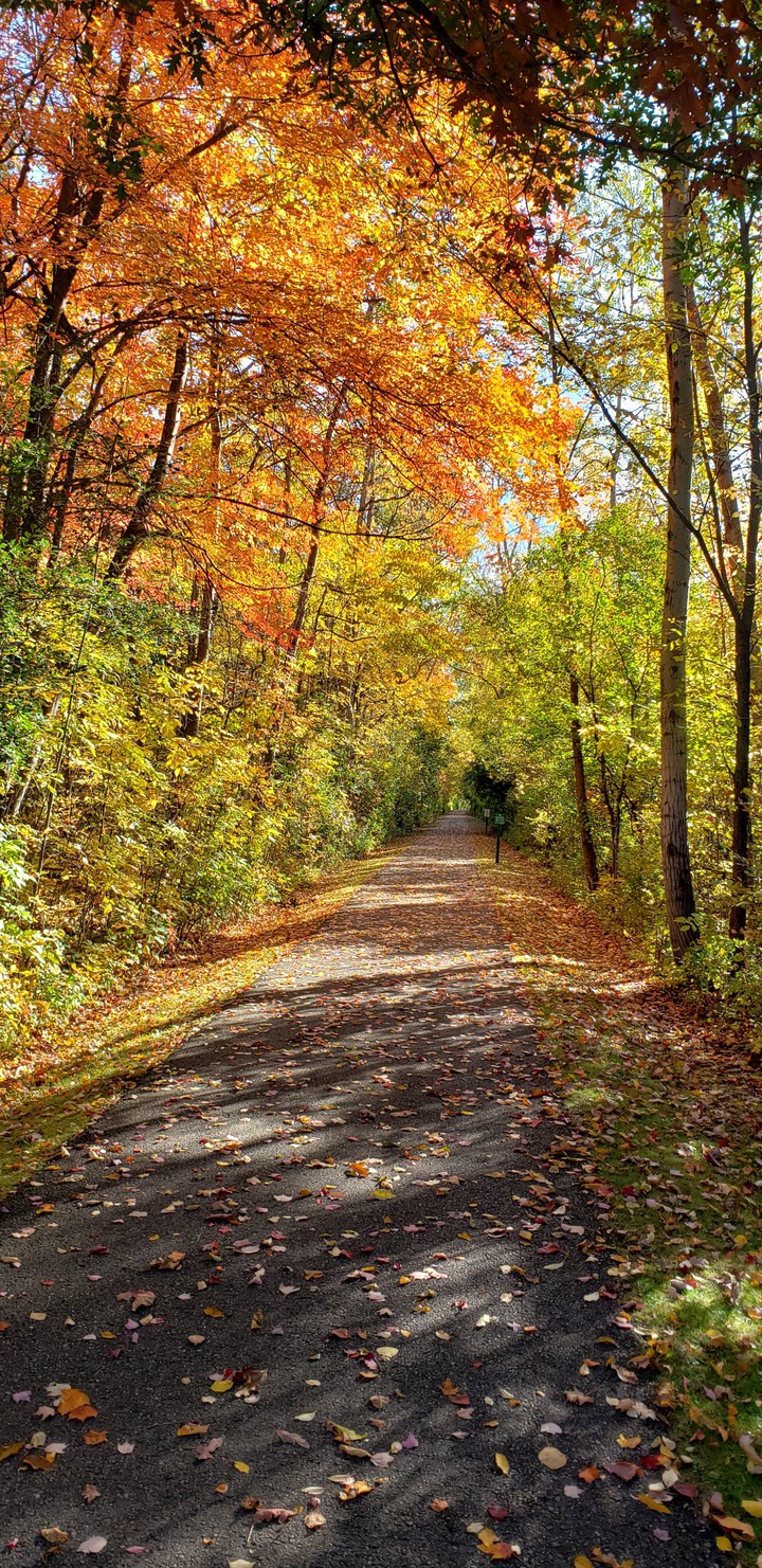 Autumn Vibes