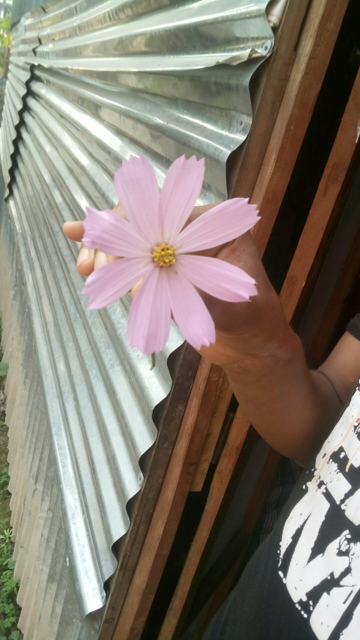 I love this flower
