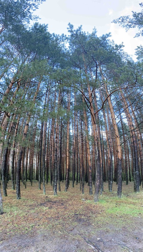 лес