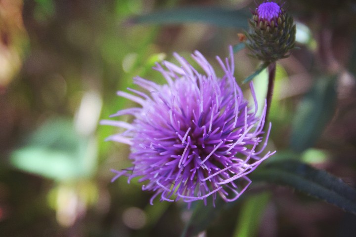 thistle