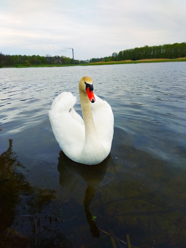 Лебедь