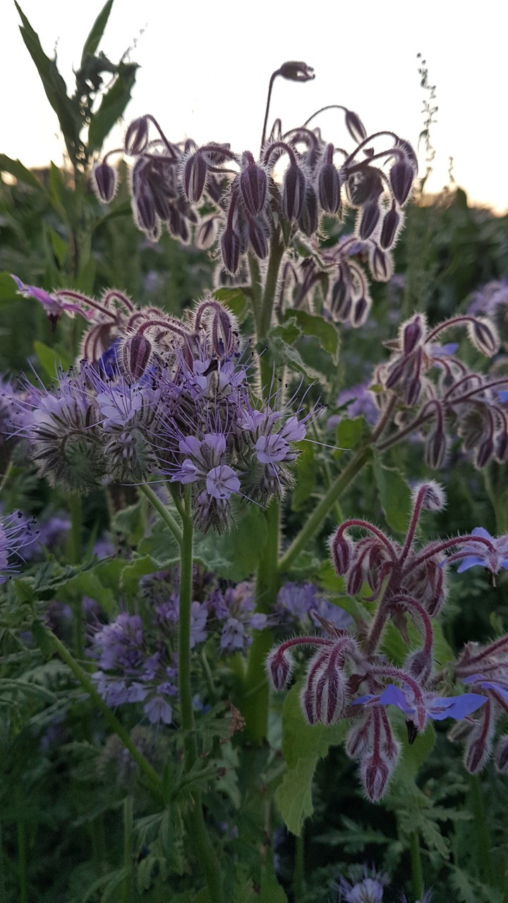 Nature