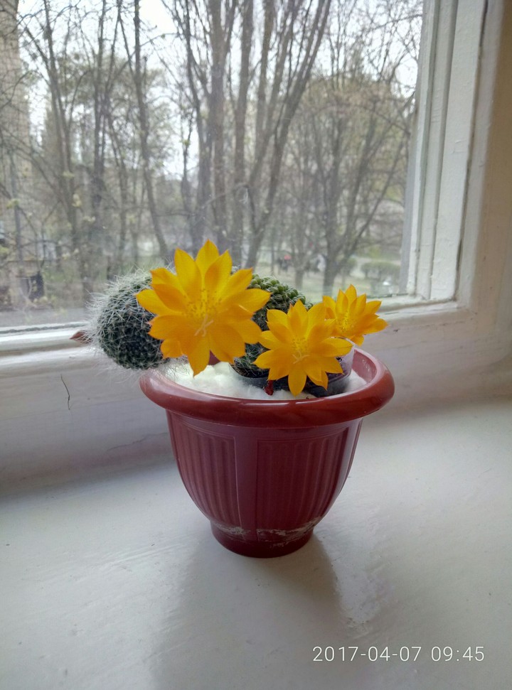 Flowering cactus