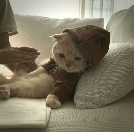 cute cat