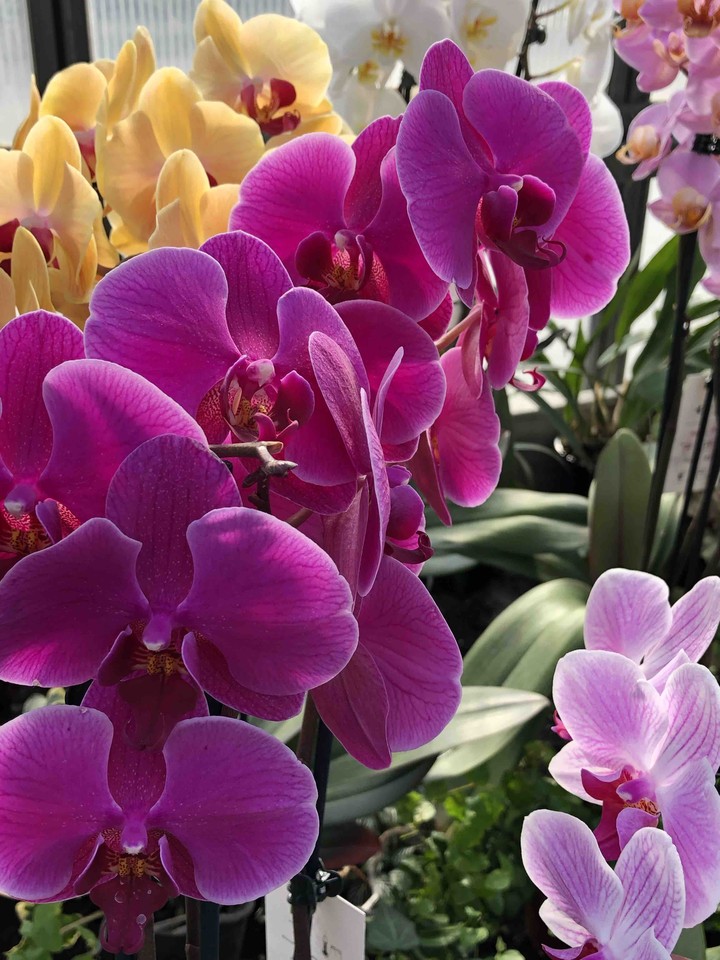 orchids