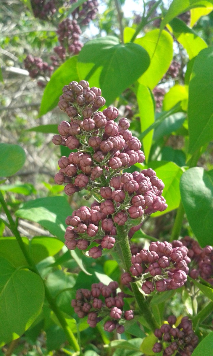 In Love With Spring
