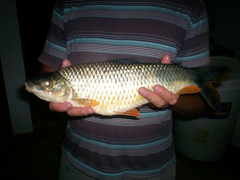 Boga de río