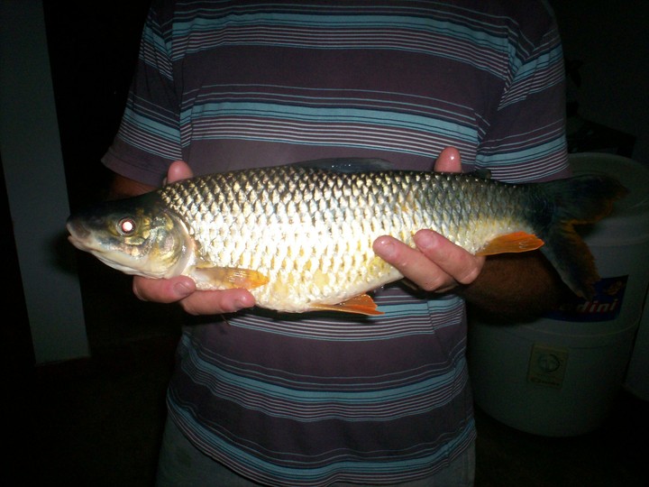 Boga de río