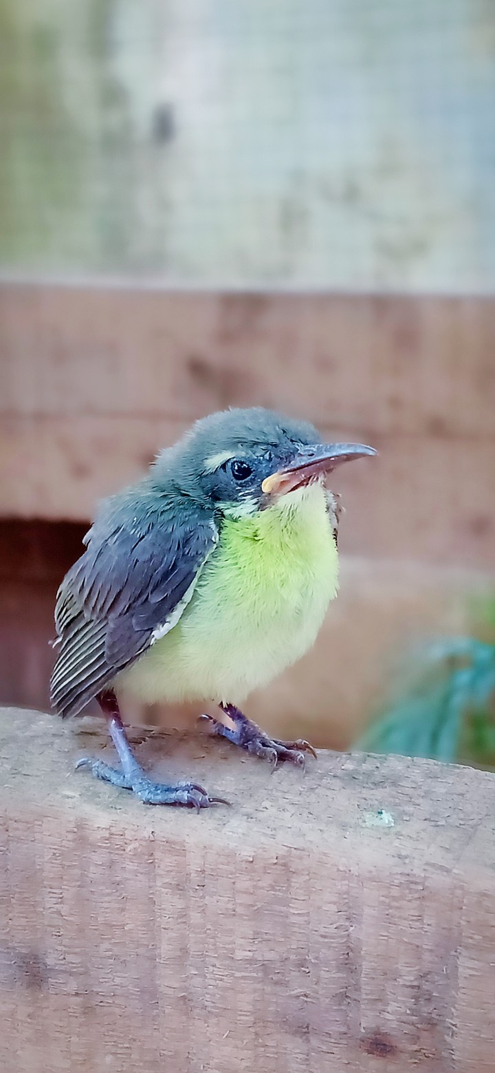 tgyh