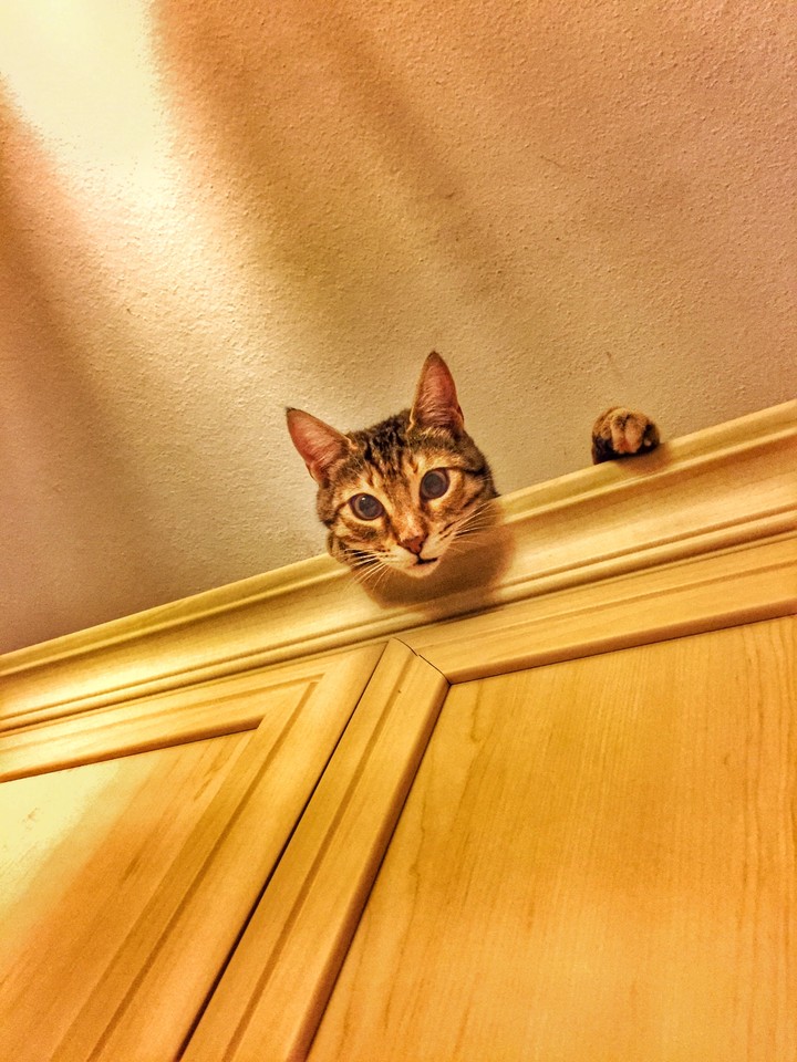 Tekir Kedi