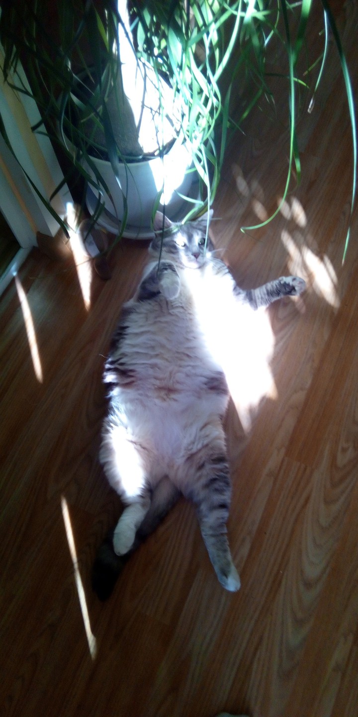 cat life