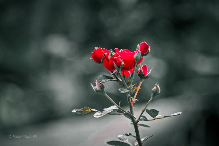 Symbol of love