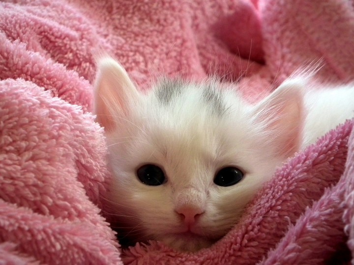 cat