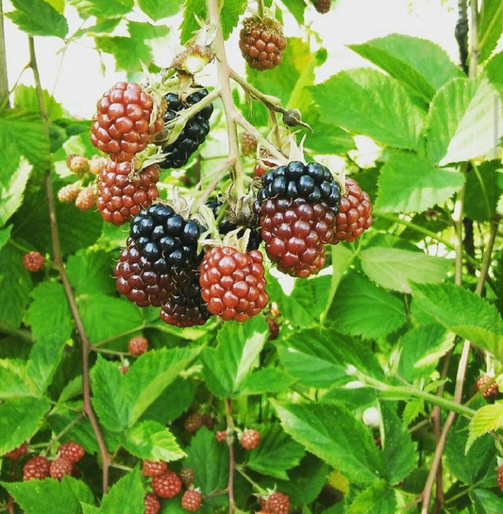 Sommer