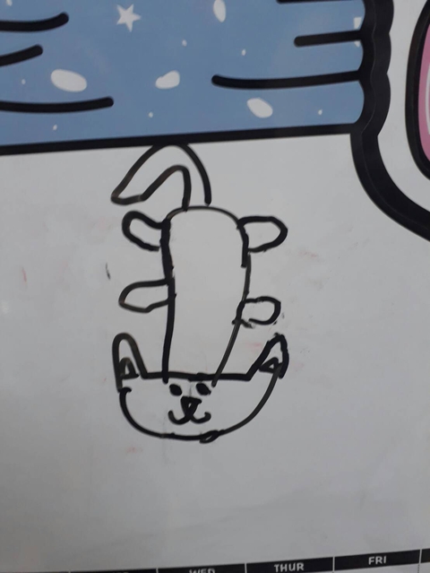 cat