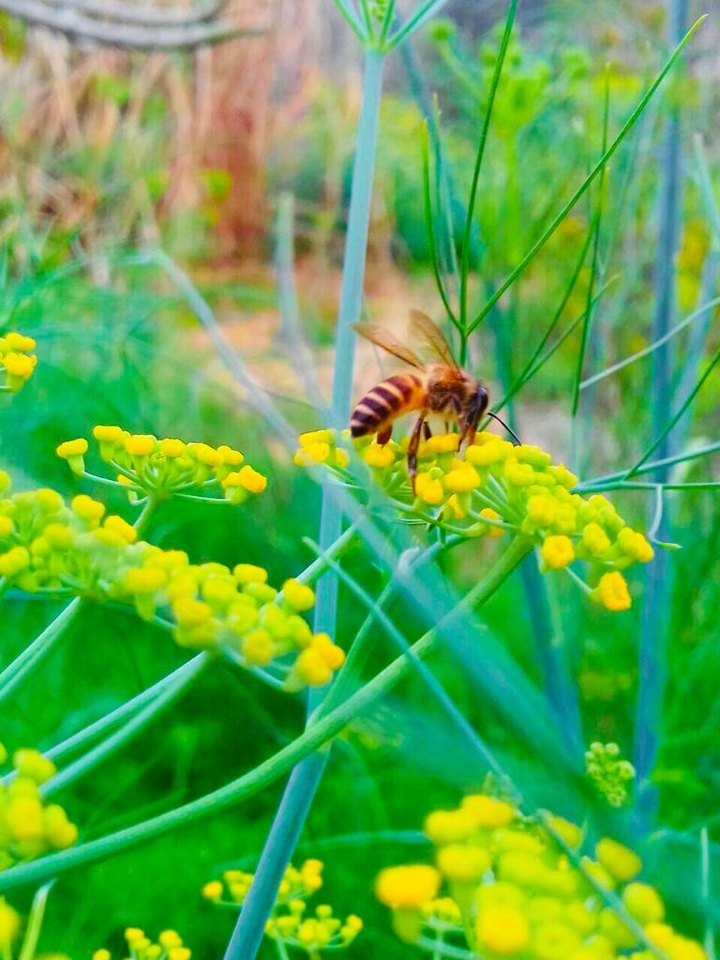 with honeybee