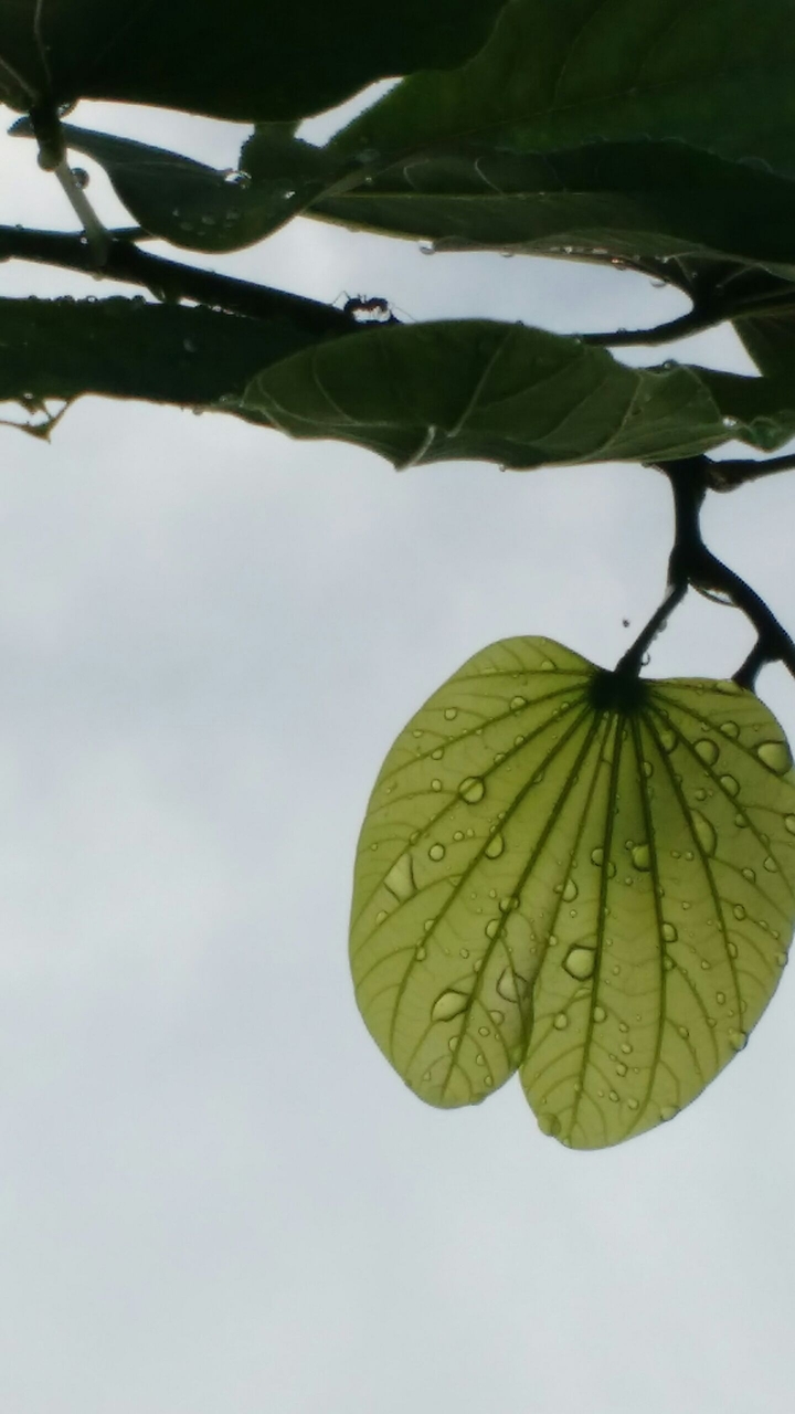resting dews