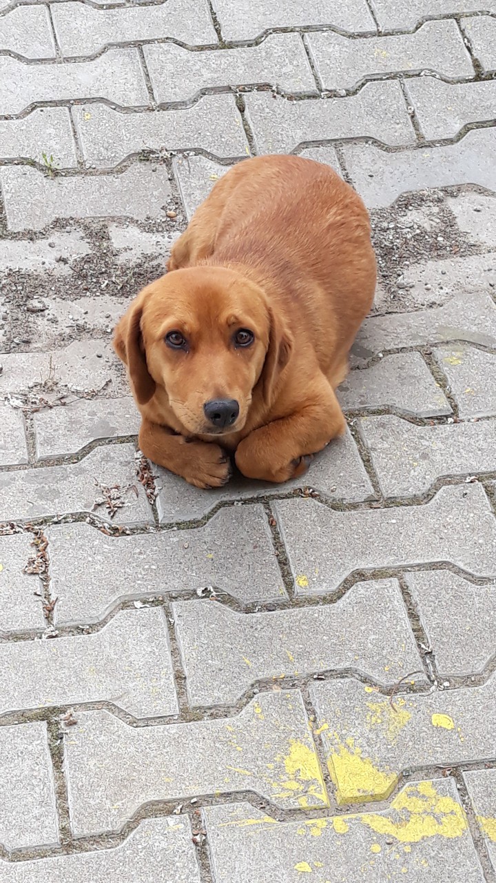sweet dog