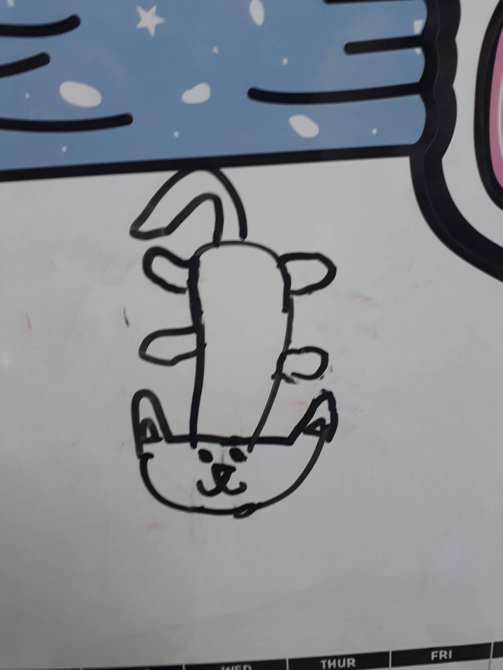 cat