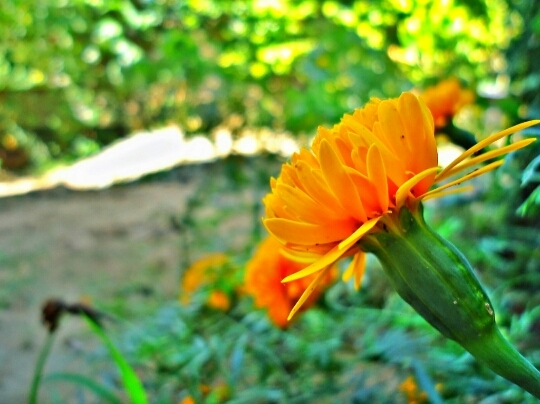 beauti of my home garden