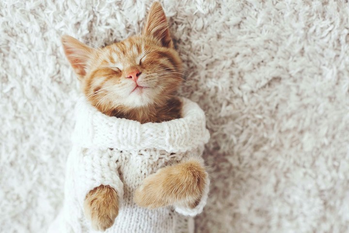 Cat~