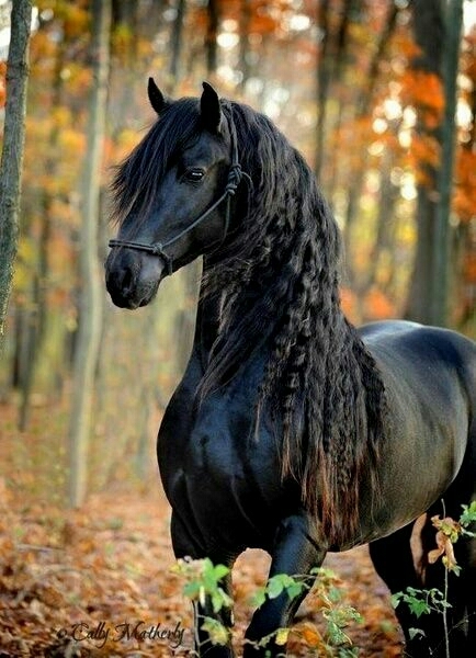 Фризская