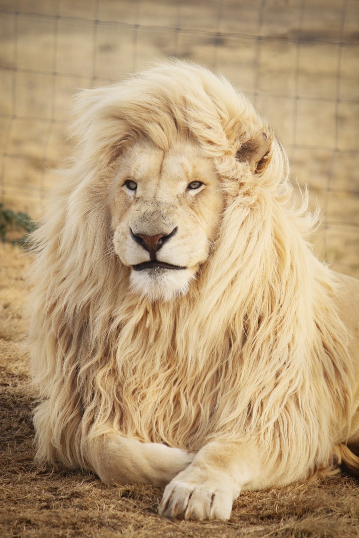 A SWEET LION