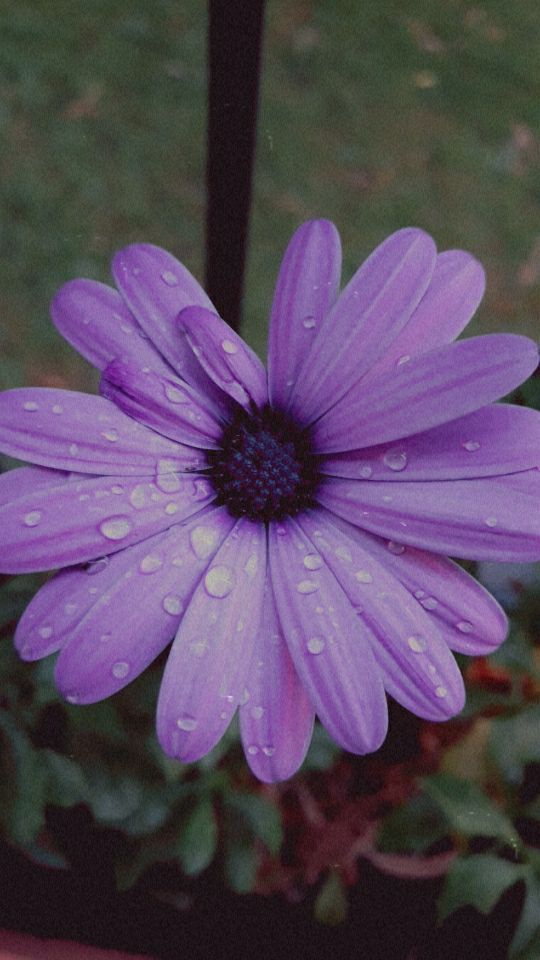 fleure