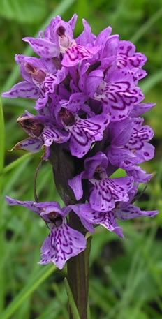 Purple flowers.