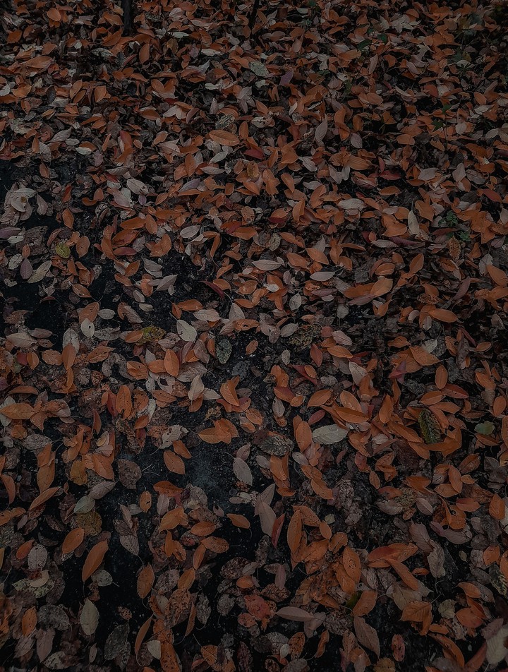 leafs