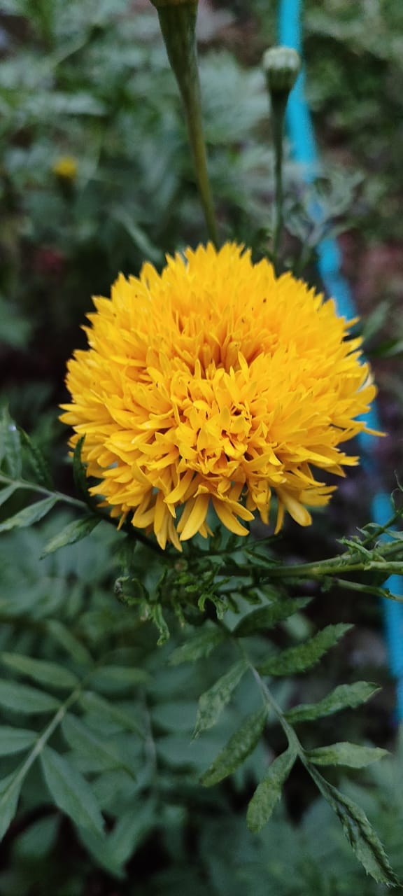Yellow flower