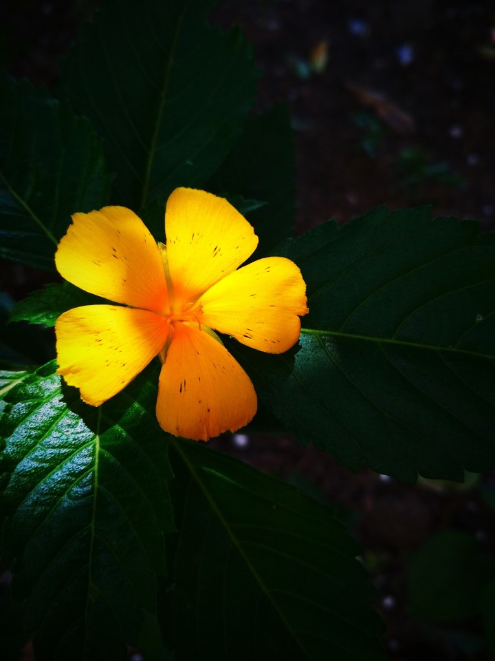 flower