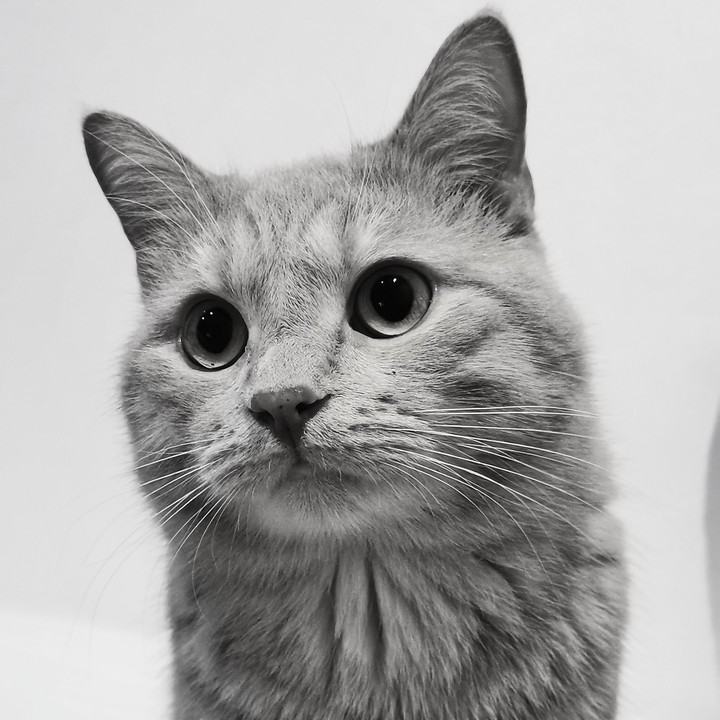 кот