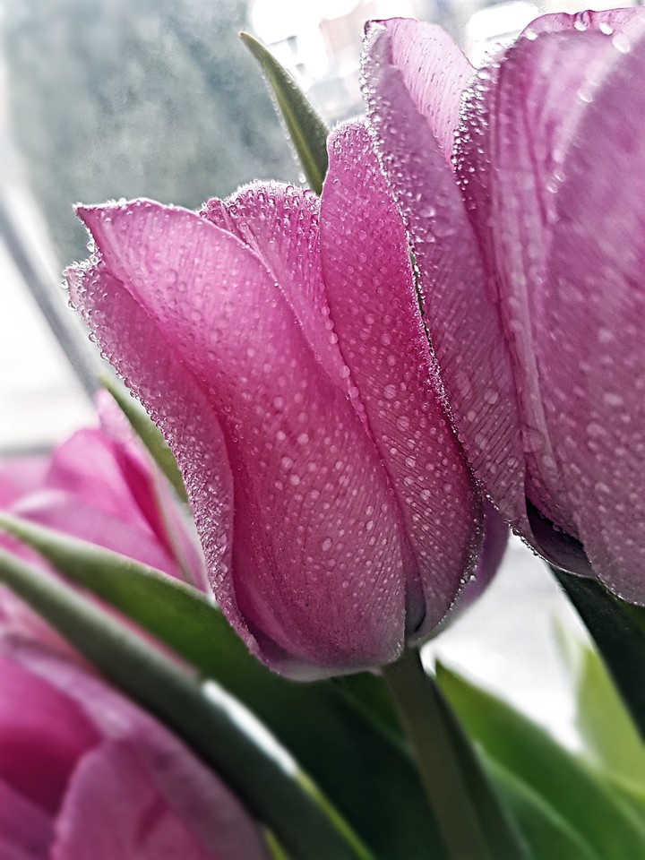 tulips