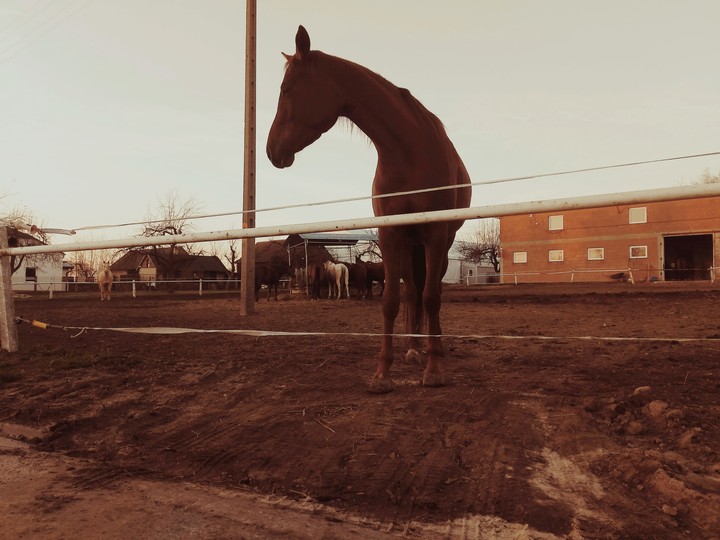 Horse