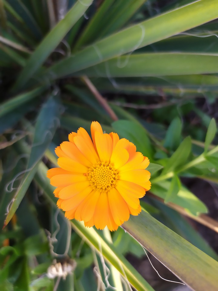 orange flower