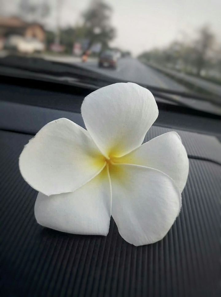 ดอกไม้ของเธอ