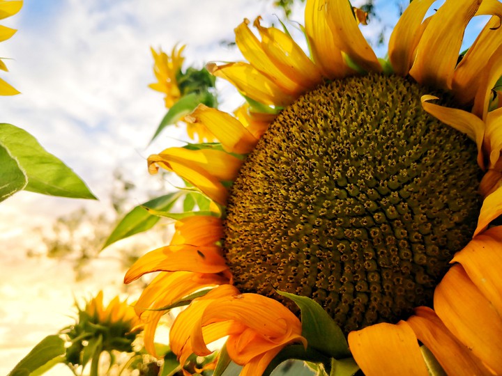 giant sunflower